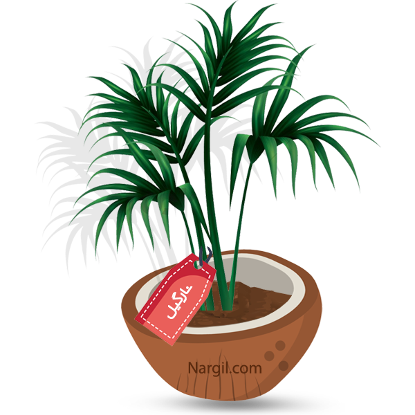  Nargil - Kentia Palm
